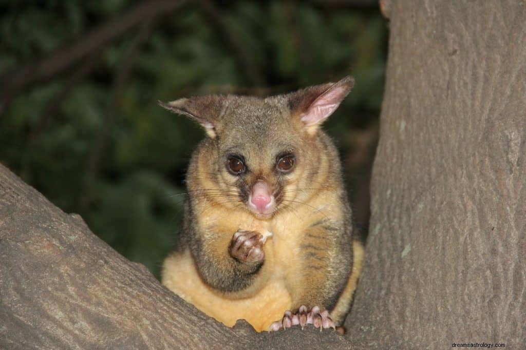 Signification et symbolisme des rêves d opossum 