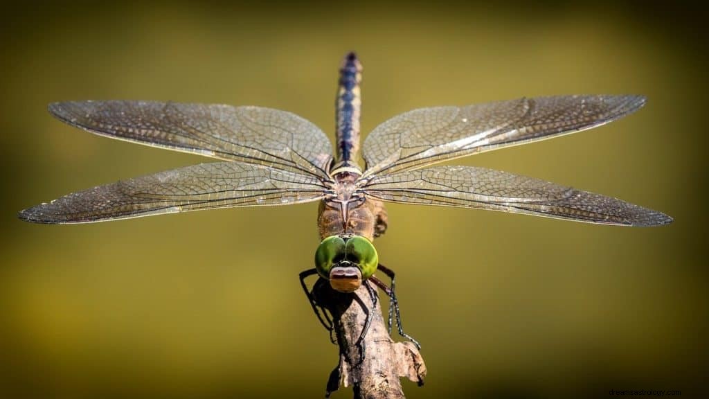 Drepende insekter Drømmebetydning og symbolikk 