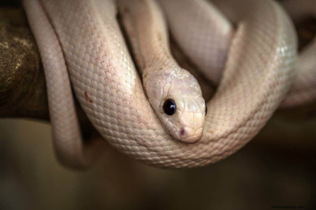 Significado e simbolismo do sonho da cobra branca 