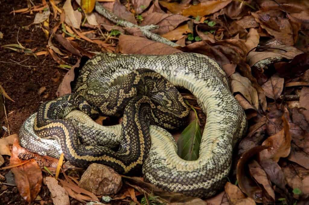 Significado e simbolismo do sonho de cobra morta 