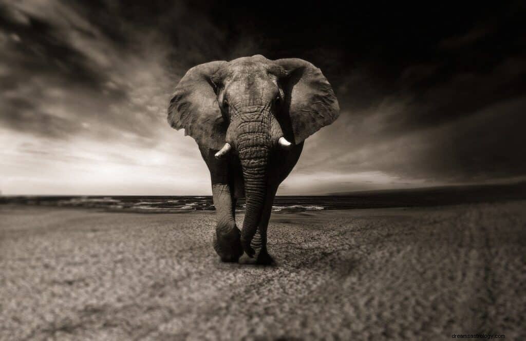 Elefantdrømmens betydning og symbolik 