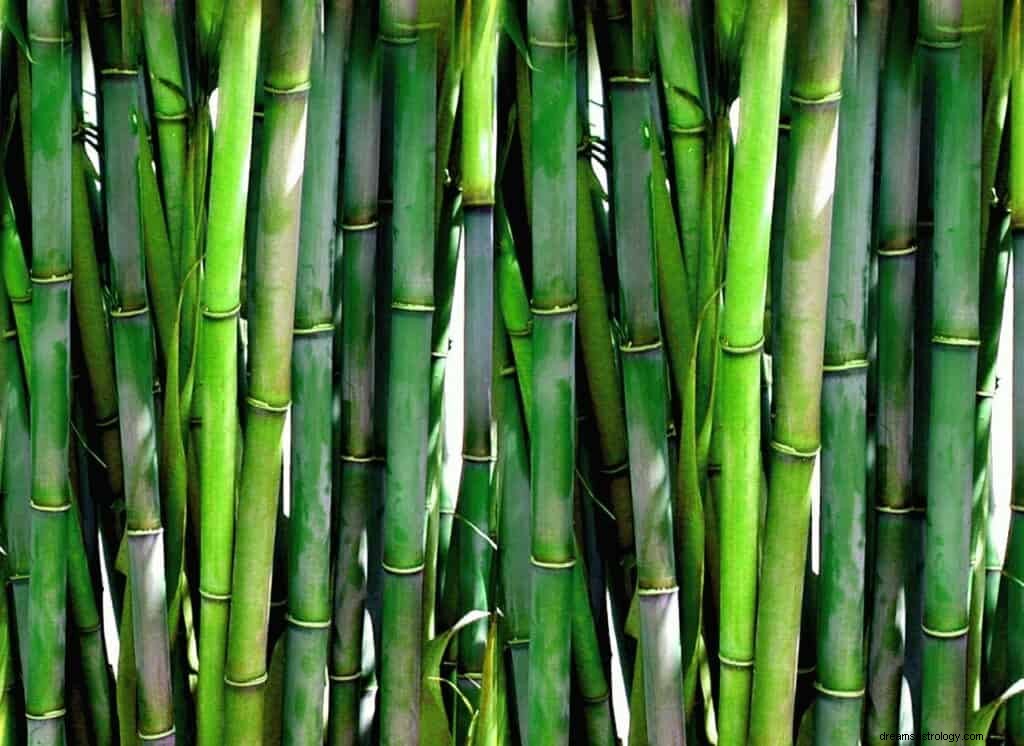 竹の夢の意味と象徴性 