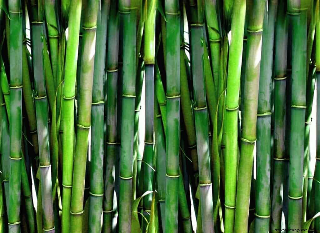 Bambu drömmening och symbolik 