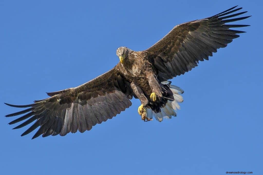 Eagle Dream Betydning og Symbolik 