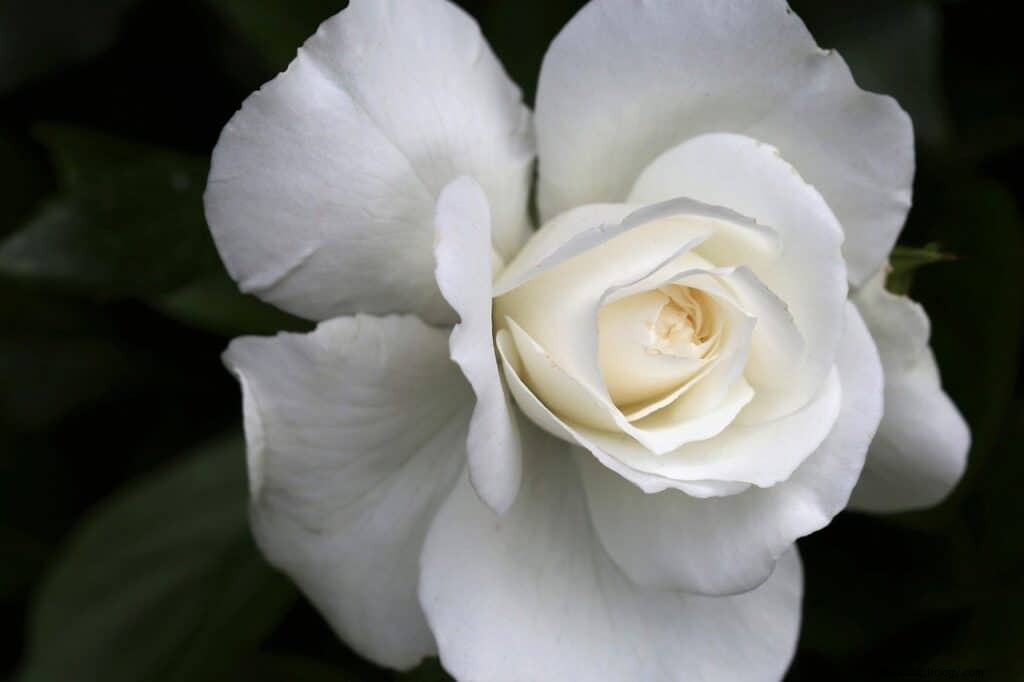 Significato e simbolismo del sogno della rosa bianca 