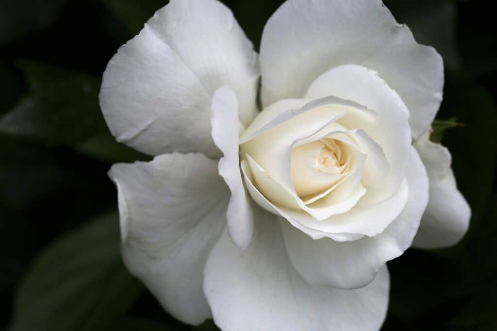 White Rose Dream Betydning og Symbolik 