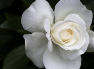 Význam a symbolika snu bílé růže 