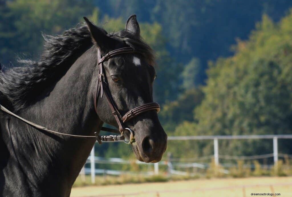 Black Horse Dream Betydelse och Symbolism 