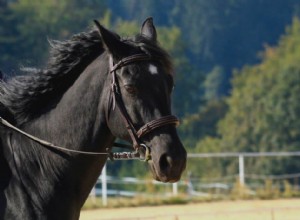 Význam a symbolika snu černého koně 