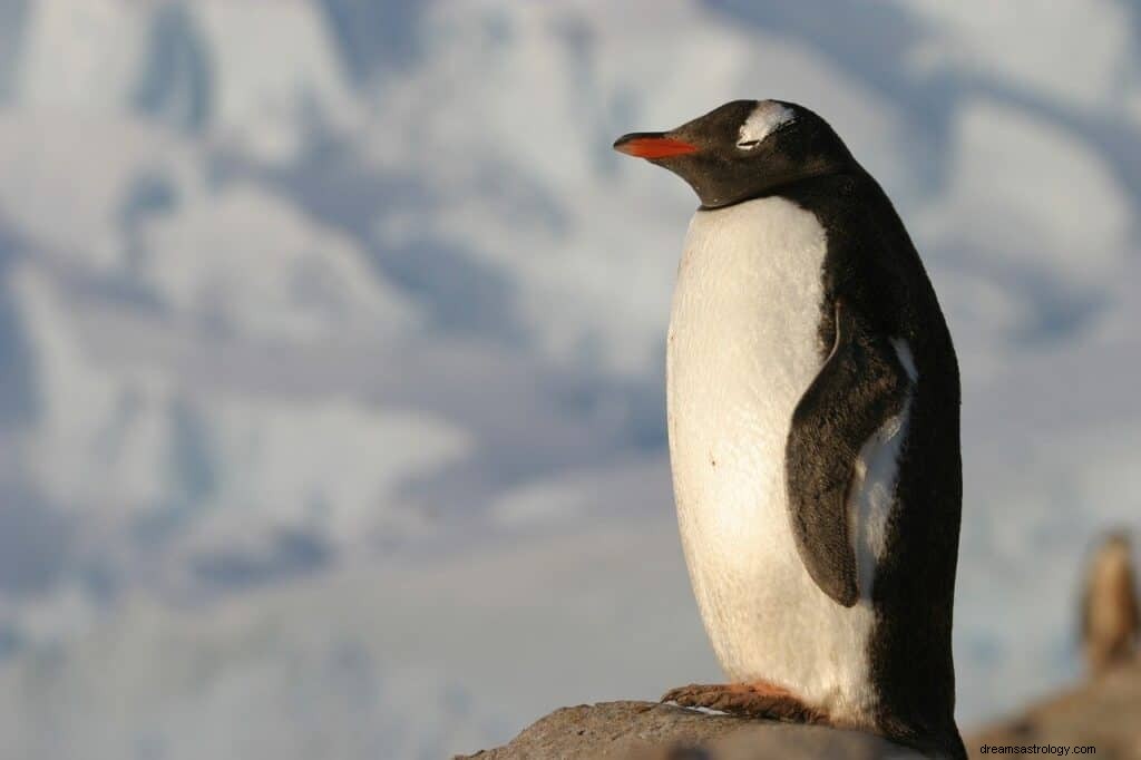 Significado y Simbolismo de Soñar con Pingüino 