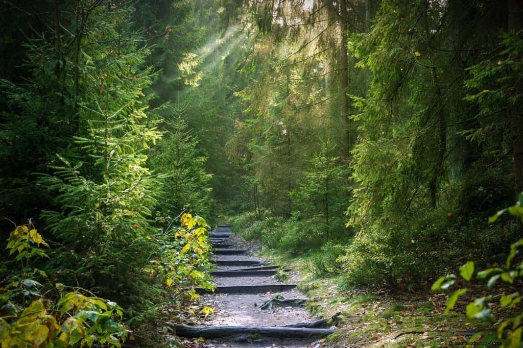 Significado e simbolismo dos sonhos da floresta 