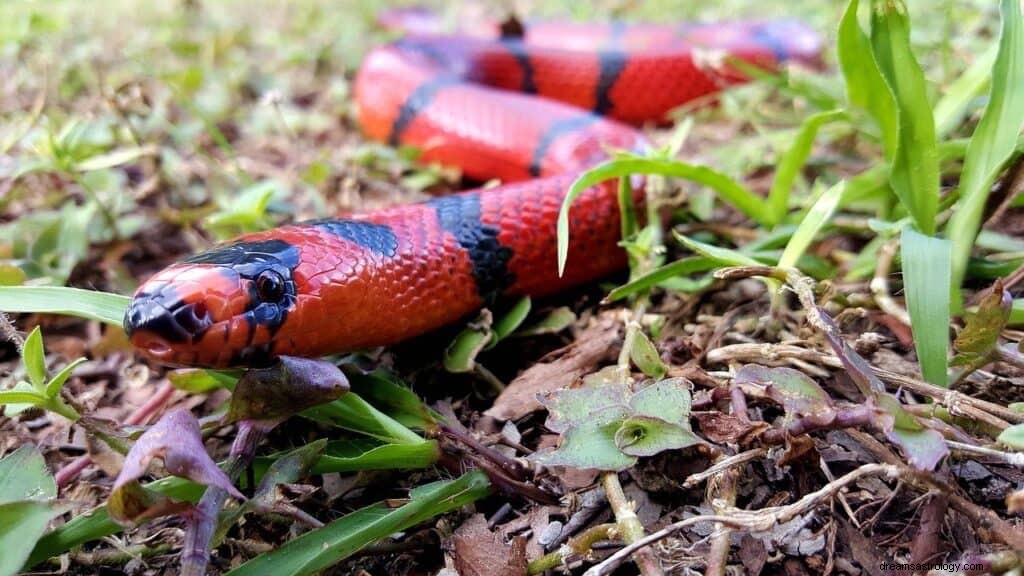 Red Snake Dream Bedeutung und Symbolik 