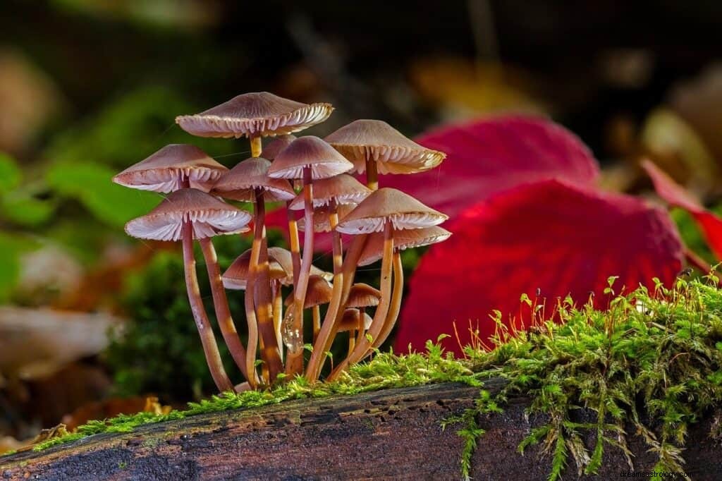 Significado e simbolismo dos sonhos com cogumelos 