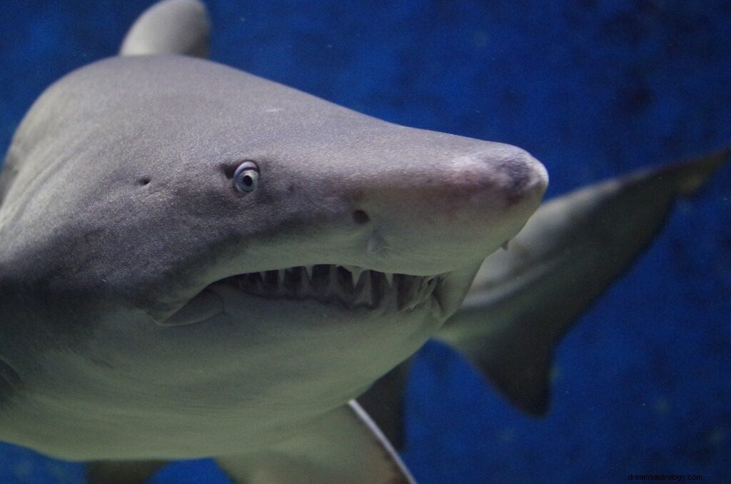 Sharks Dream Betekenis en symboliek 