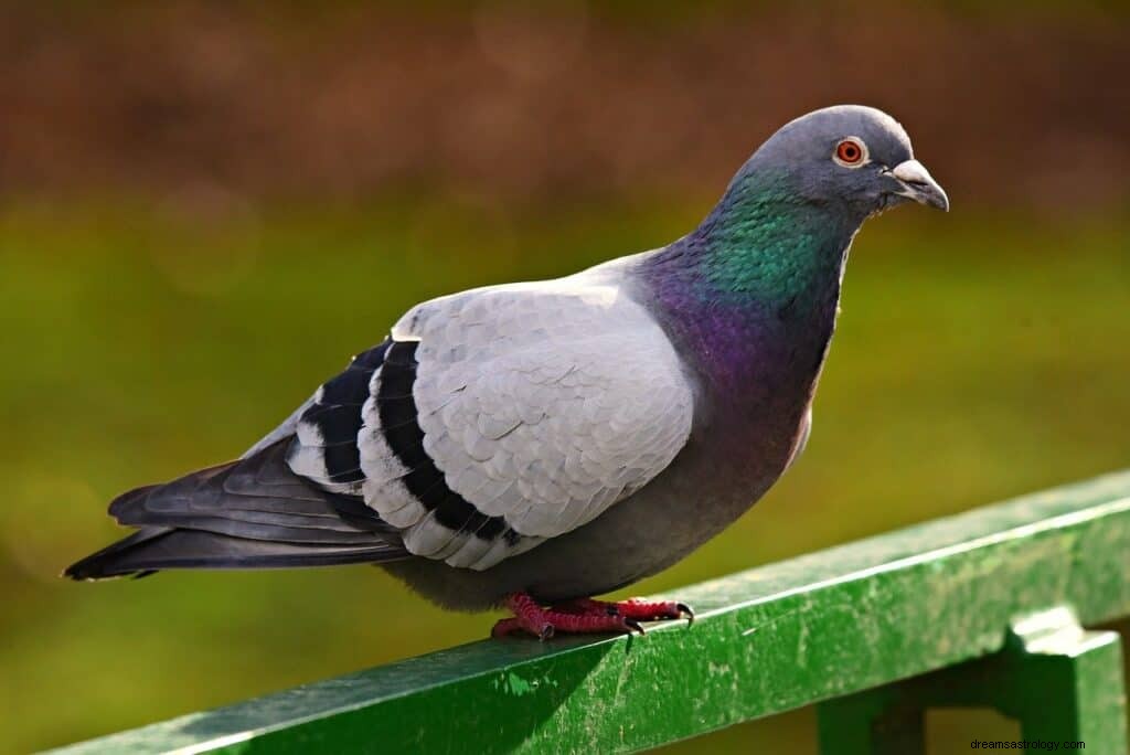 Signification et symbolisme du rêve de natation de pigeon 