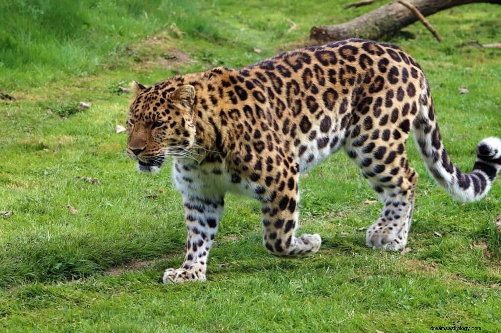 Leoparddrömmening och symbolik 