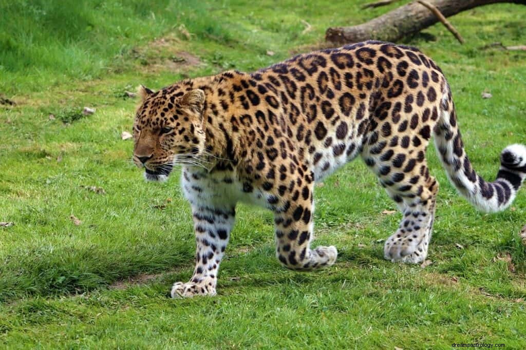 ヒョウの夢の意味と象徴性 