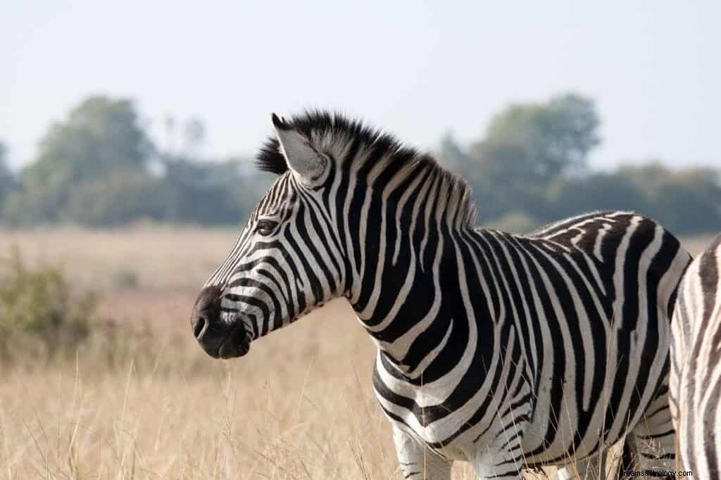Zebra drömmening och symbolik 