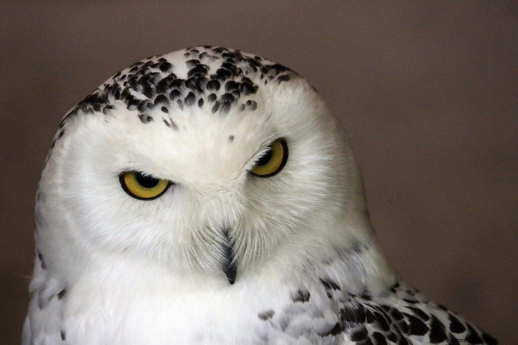 White Owl Dream Betekenis en symboliek 