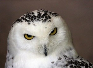 Znaczenie i symbolika snu białej sowy 