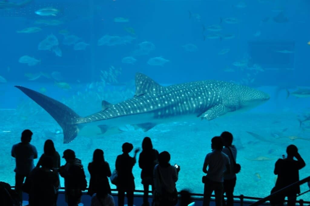 水族館の夢の意味と象徴性 