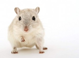 Význam a symbolika snu bílé myši 