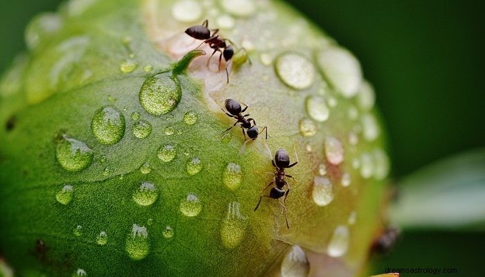 Rêves de fourmis - Signification et interprétation 