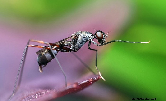 Rêves de fourmis - Signification et interprétation 