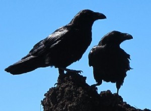 カラスについての夢–意味と解釈 