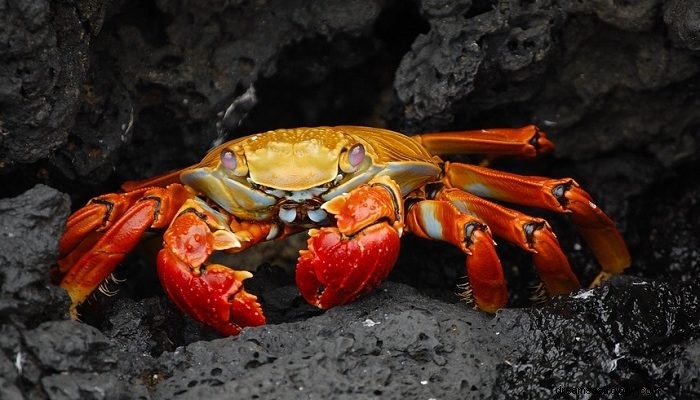 Träume über Krabben – Bedeutung und Interpretation 