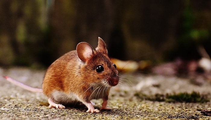 マウスについての夢–解釈と意味 