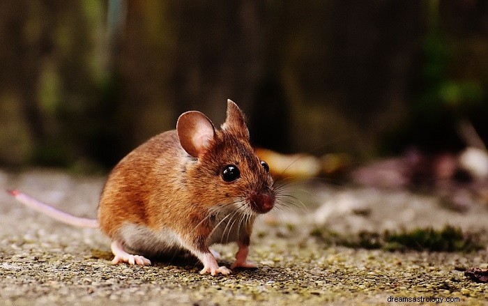 Sny o myších – výklad a význam 