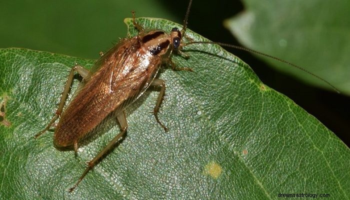 ゴキブリについての夢–意味と解釈 