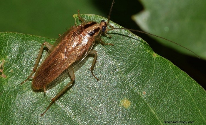 Sogni di scarafaggi:significato e interpretazione 