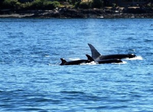 キラークジラについての夢–意味と解釈 