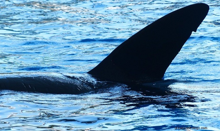 Όνειρα για τις φάλαινες δολοφόνους - Έννοια και ερμηνεία 