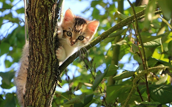 Drømmer om kattunger – mening og tolkning 