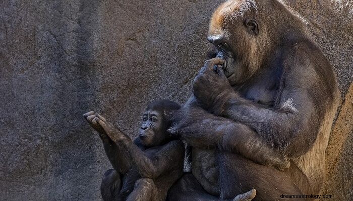 Dromen over gorilla s - betekenis en interpretatie 