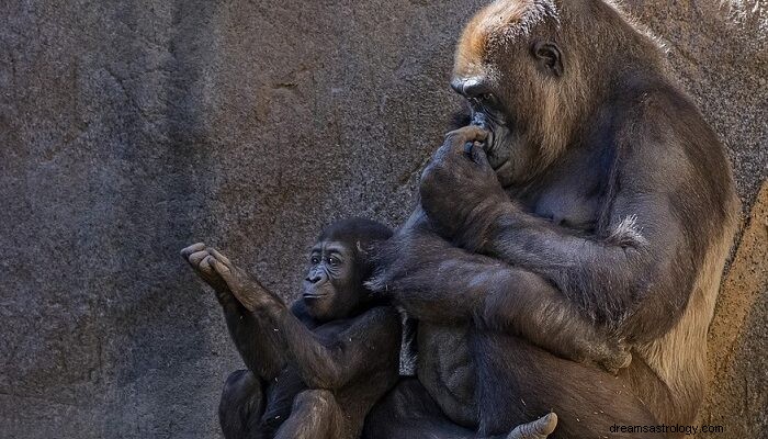 Drömmar om gorillor – mening och tolkning 