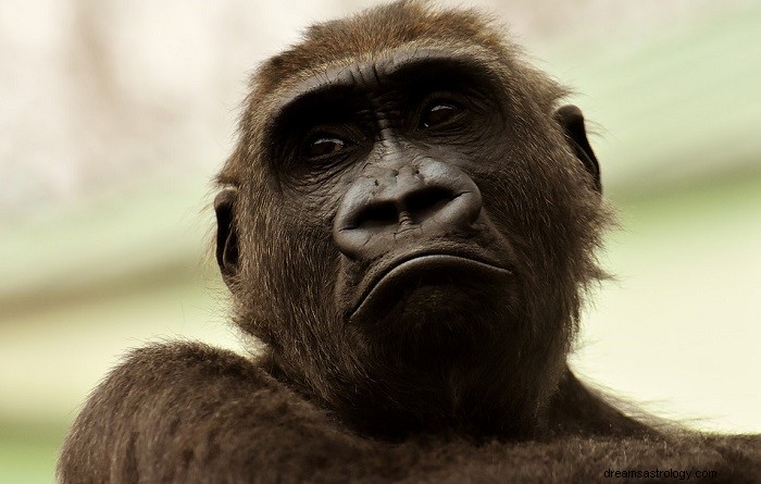 Drømme om gorillaer – betydning og fortolkning 