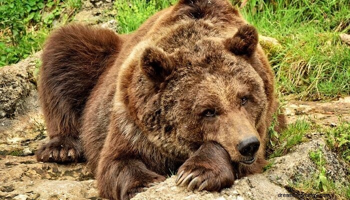 Urso pardo - significado e simbolismo dos sonhos 