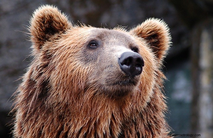 Medvěd hnědý – význam snu a symbolika 