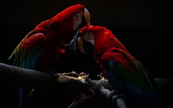 Sny o papugach – znaczenie i interpretacja 