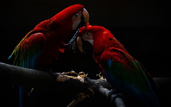 Mimpi Tentang Burung Beo – Arti dan Tafsirnya 