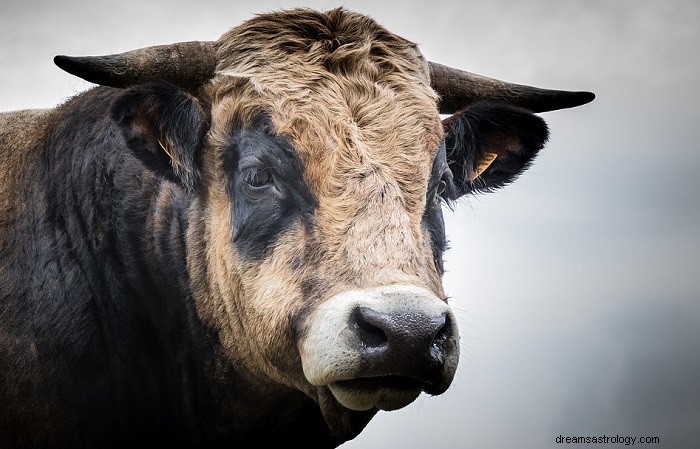 雄牛についての夢–意味と解釈 
