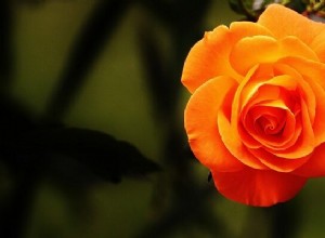 Drømmer om blomster – betydning og tolkning 