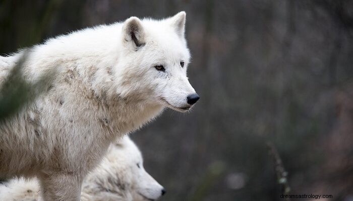 Hvid ulv i drøm – betydning og symbolik 