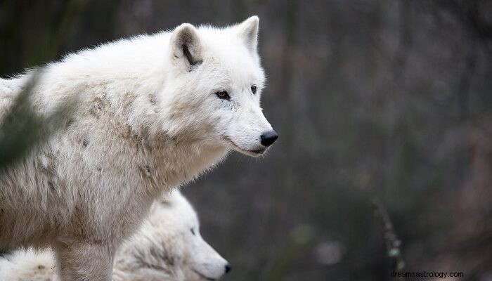 Loup blanc en rêve - Signification et symbolisme 