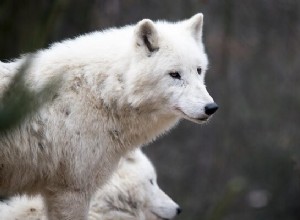 Loup blanc en rêve - Signification et symbolisme 