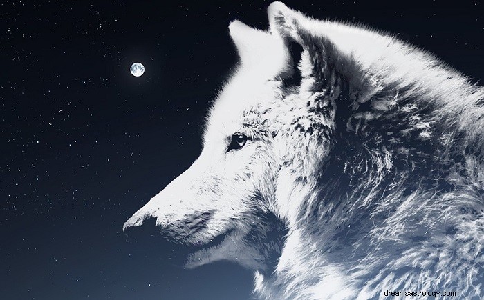 Witte wolf in droom - betekenis en symboliek 